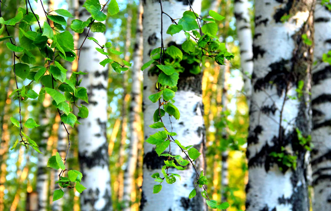 Photo wallpaper leaves, trees, birch