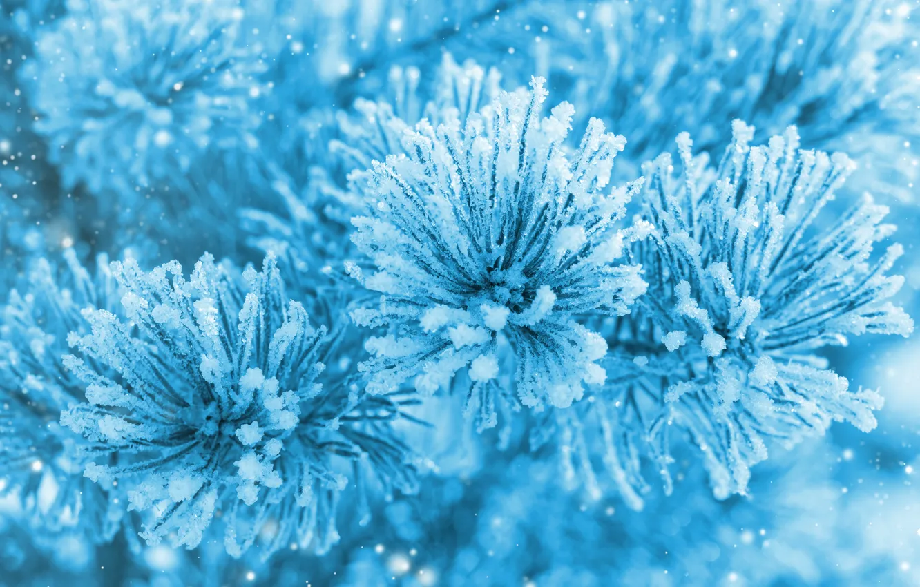 Photo wallpaper ice, winter, macro, snow, needles, branches, nature, tree
