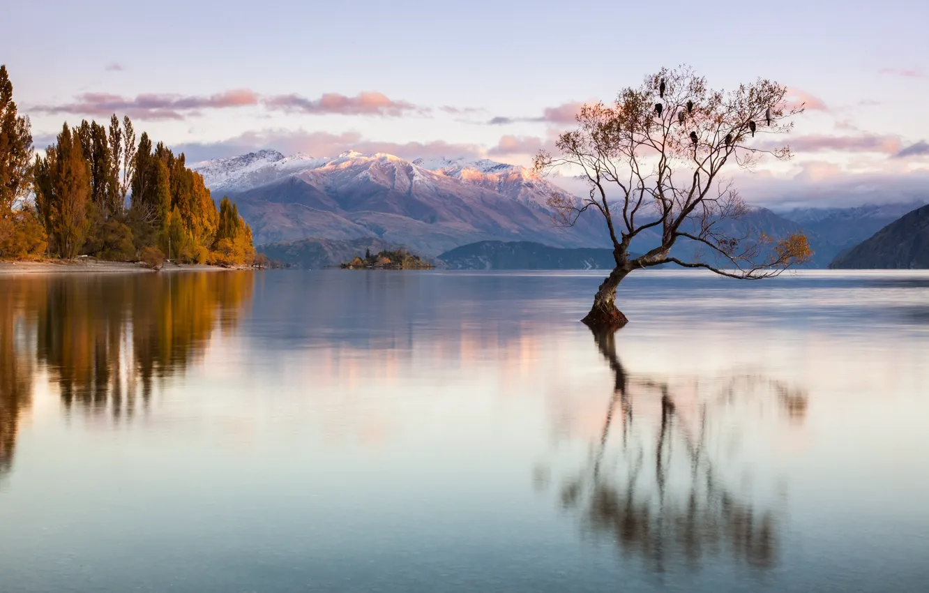 Photo wallpaper autumn, mountains, birds, lake, tree, New Zealand