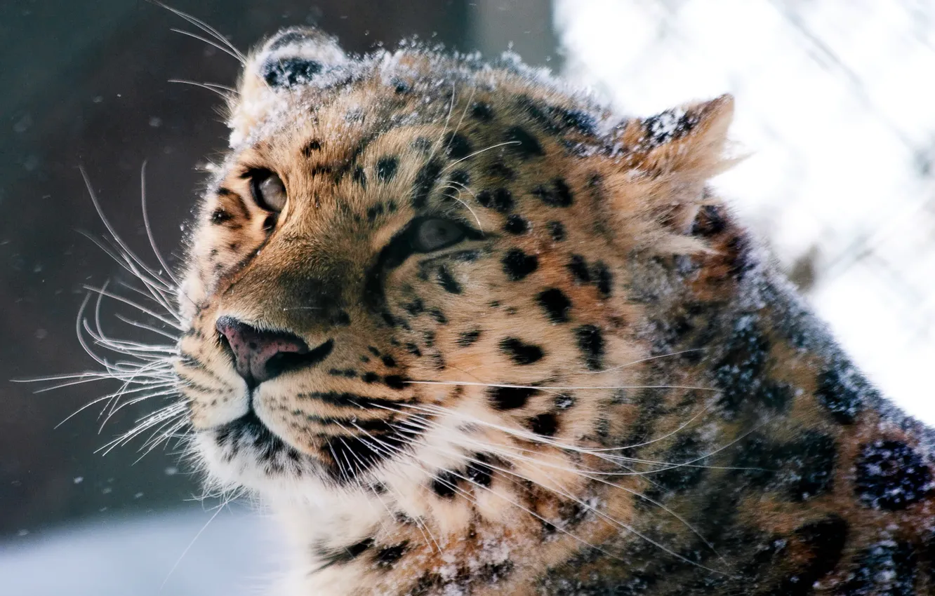 Photo wallpaper animals, face, wild cat, the Amur leopard