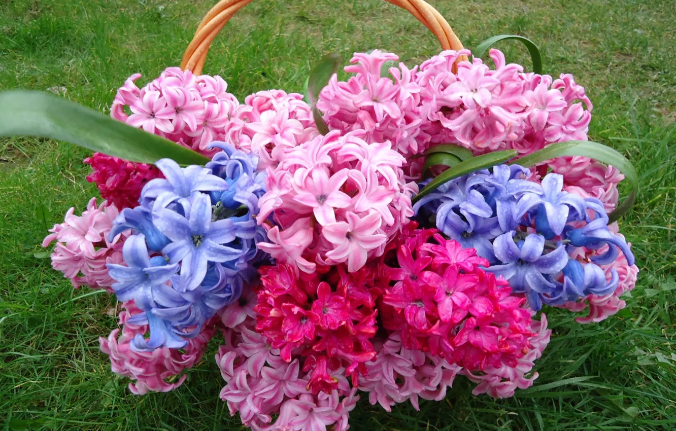 Photo wallpaper grass, nature, petals, basket, hyacinths