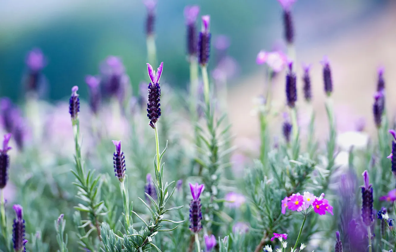 Photo wallpaper grass, flowers, meadow, Thailand, lavender