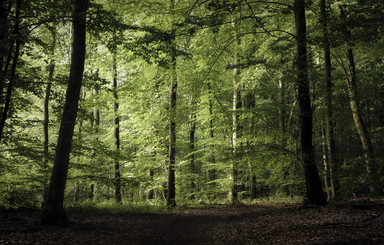 Photo wallpaper forest, summer, nature