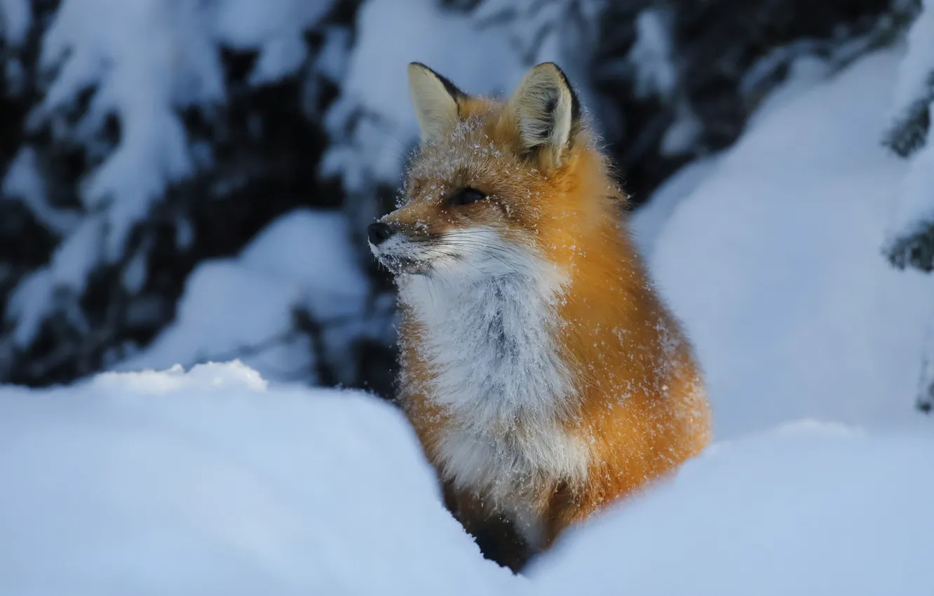 Photo wallpaper winter, snow, Fox, beauty, the snow, red