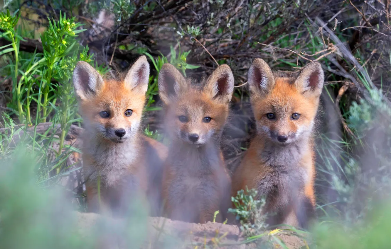 Photo wallpaper branches, nature, Fox, red, face, sitting, trio, bokeh