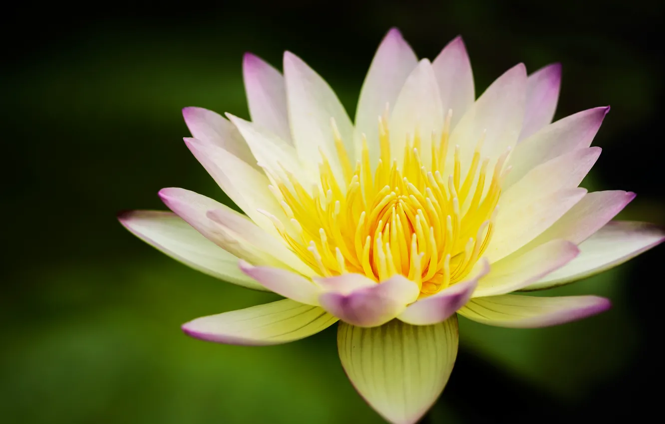 Photo wallpaper flowers, yellow, Lotus, Lily, water Lily