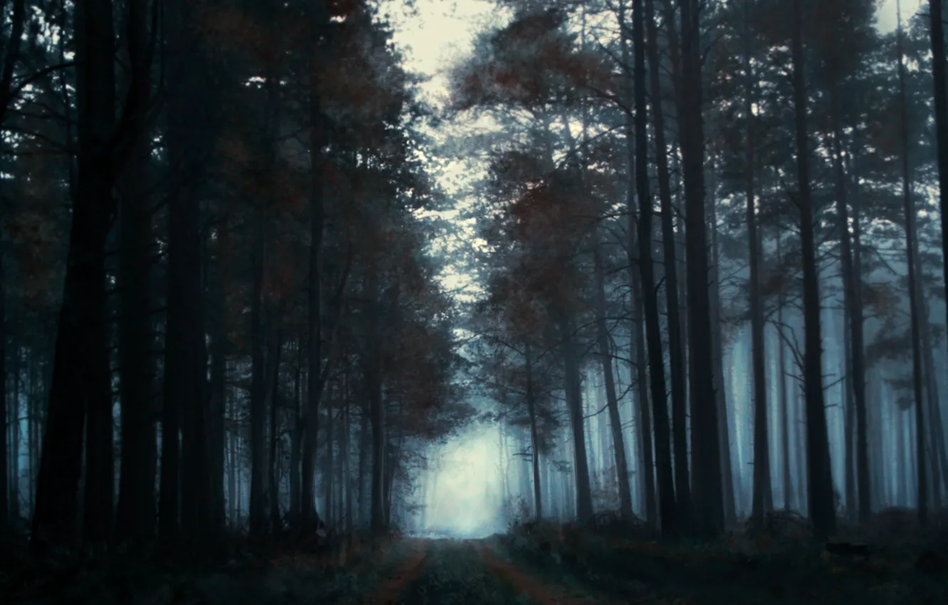 Photo wallpaper forest, trees, fog, morning, painted landscape
