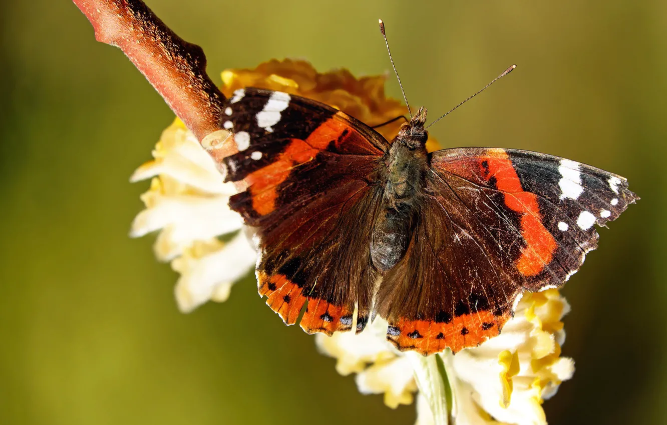 Photo wallpaper flowers, macro, green, background, nature, flowering, butterfly, black
