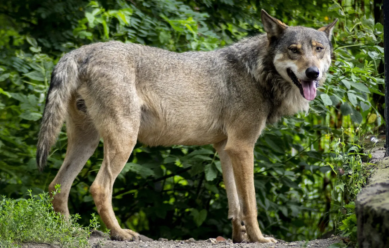 Photo wallpaper Predator, nature, snow, face, animal, wolf, canis lupus, wildlife