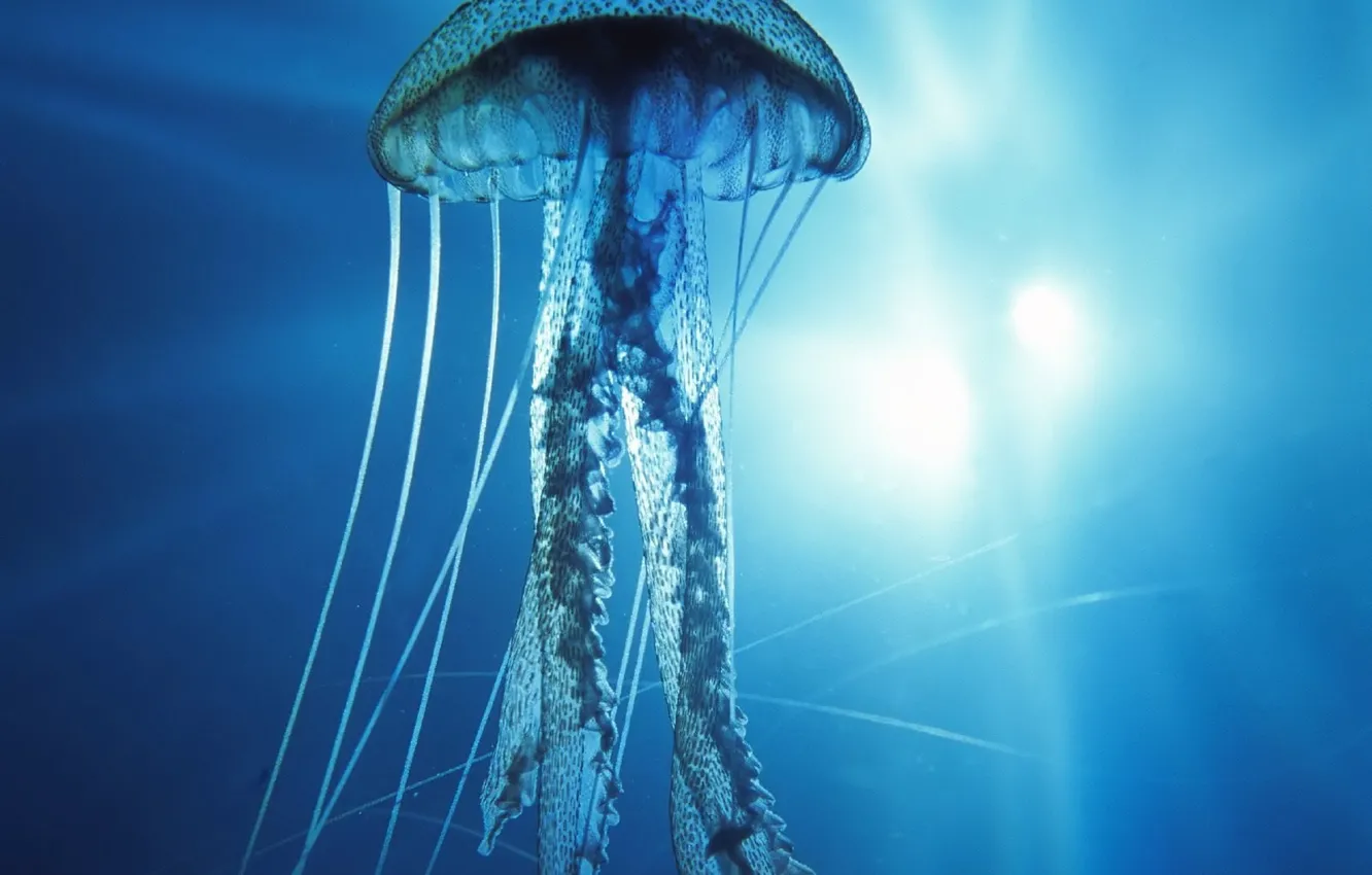 Photo wallpaper underwater, Pacific Ocean, Jellyfish