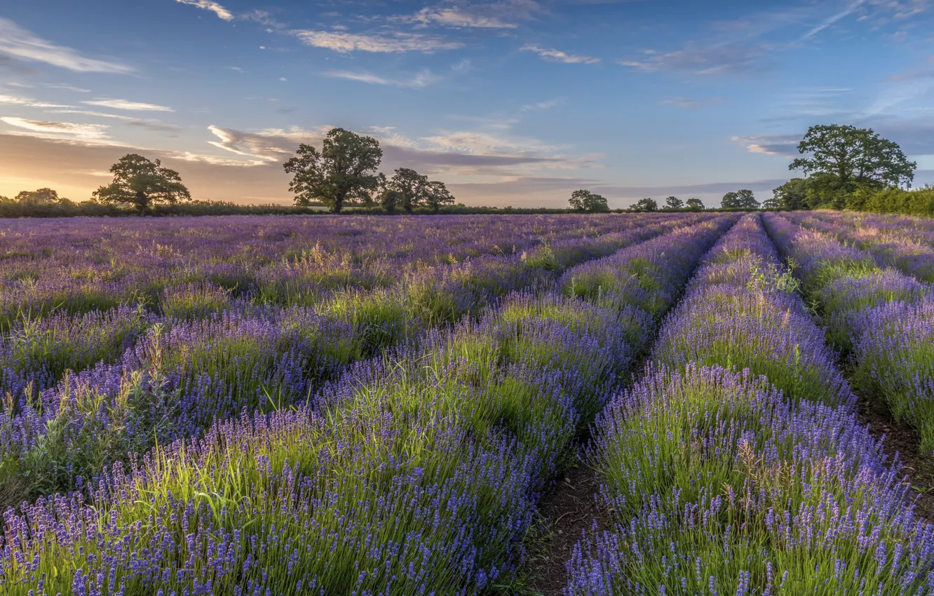 Photo wallpaper field, trees, lavender