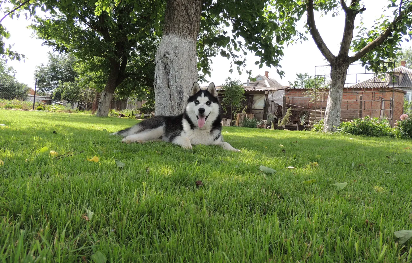 Photo wallpaper summer, blue eyes, husky, Arnie, husky, Siberian husky