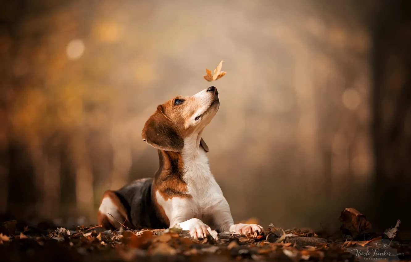 Photo wallpaper autumn, nature, dog