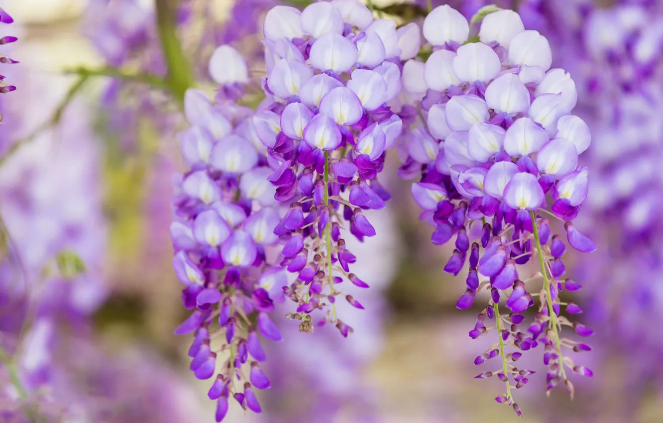 Photo wallpaper macro, flowers, branches, nature, background, color, beauty, spring