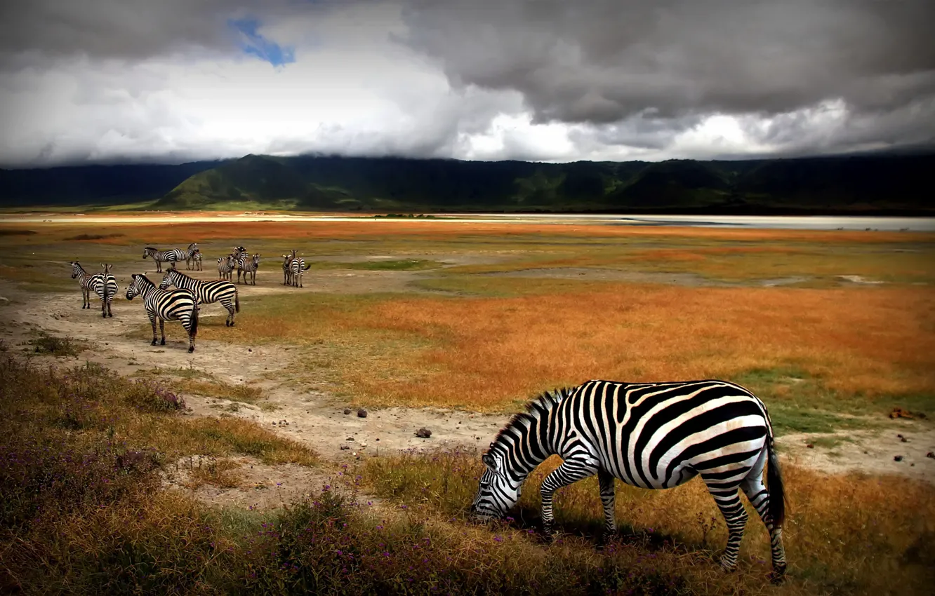 Photo wallpaper field, nature, Zebra