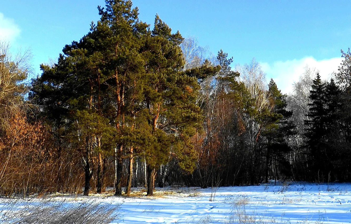 Photo wallpaper winter, forest, Wallpaper, needles, pine, coniferous forest, Bor