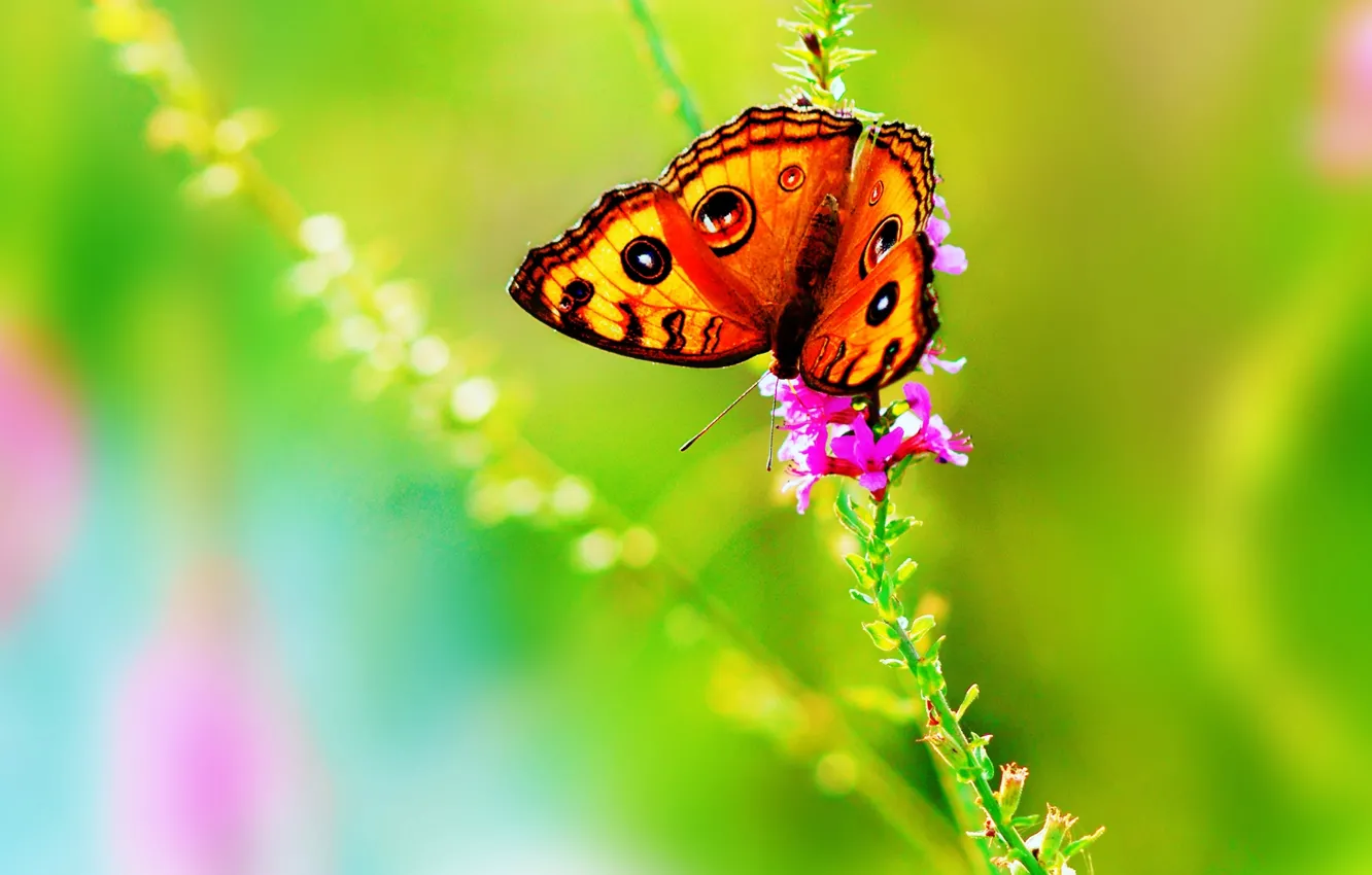 Photo wallpaper flower, summer, color, nature, butterfly, bright, insect
