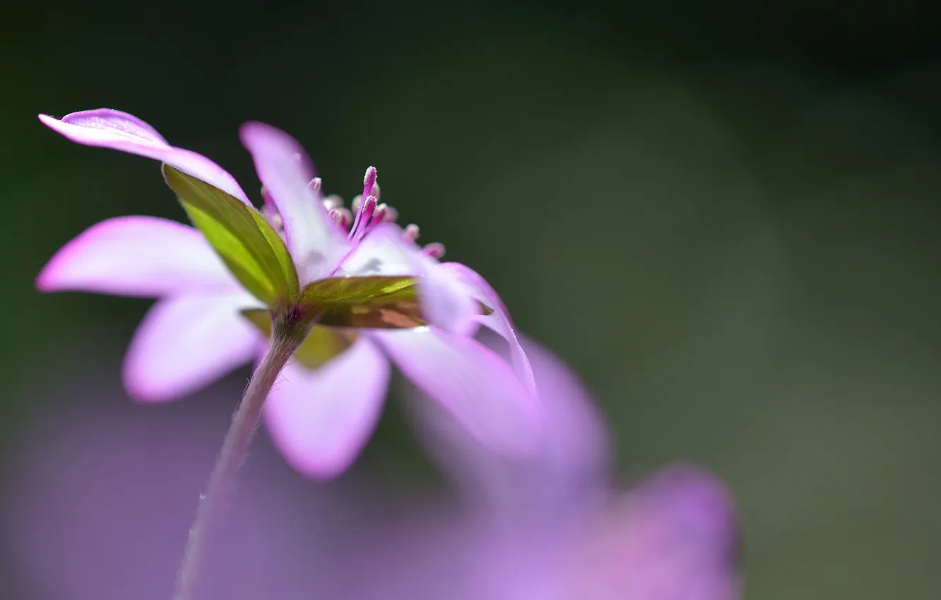 Photo wallpaper flower, summer, nature, lilac, focus
