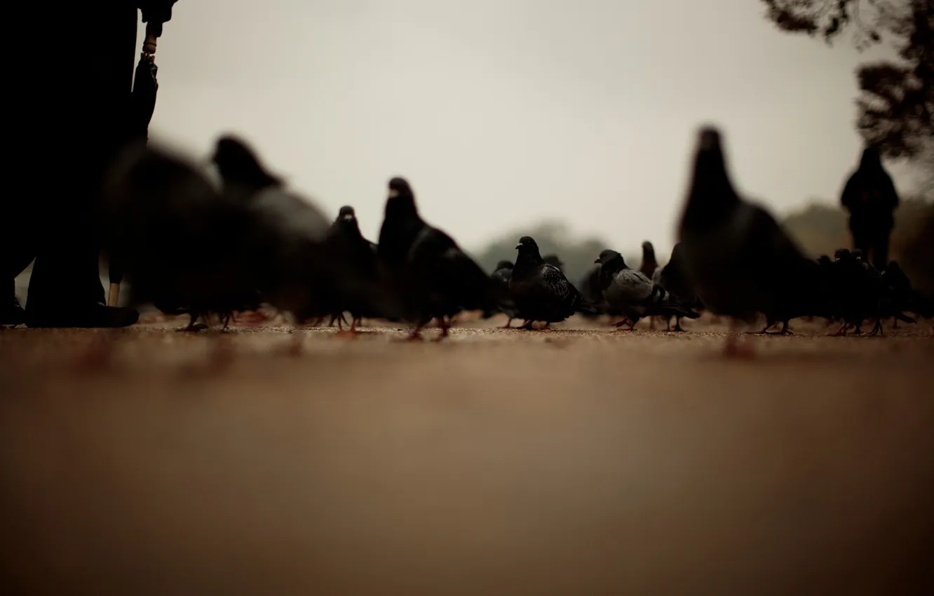 Photo wallpaper road, people, focus, pigeons, sharpness