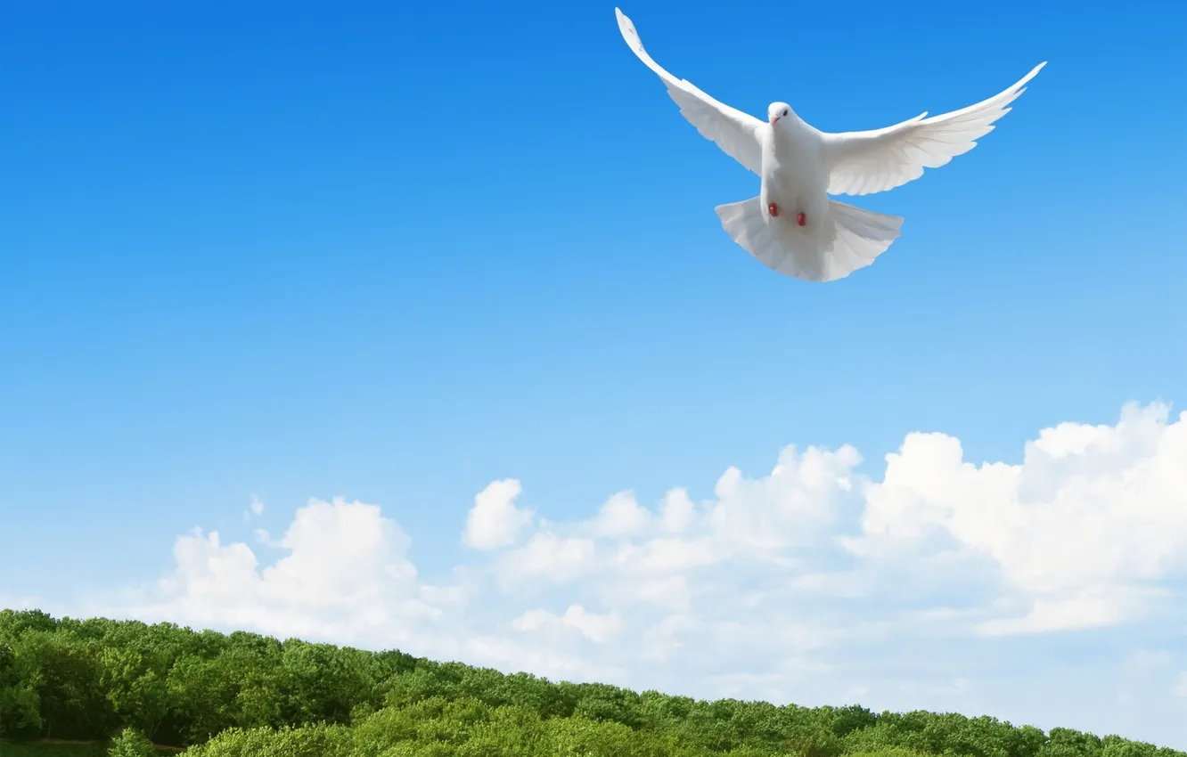 Photo wallpaper the sky, clouds, trees, pigeons, sky, trees, clouds, dove