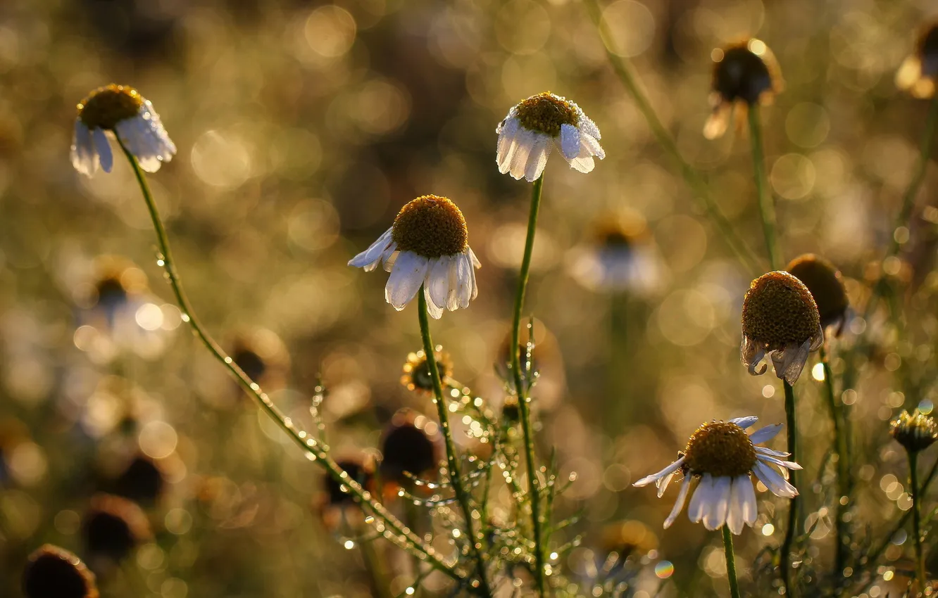Photo wallpaper macro, nature, chamomile