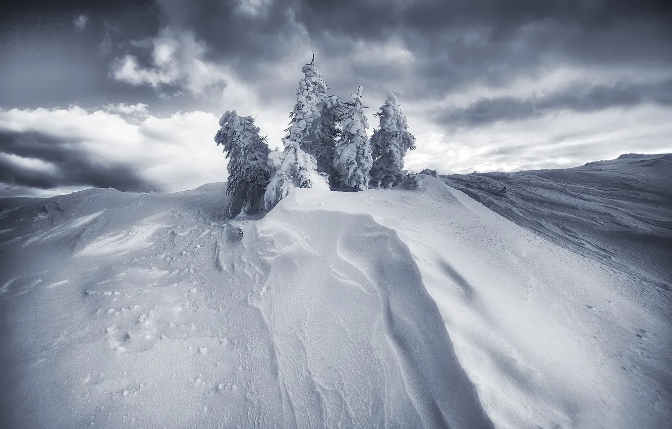 Photo wallpaper snow, the snow, tree
