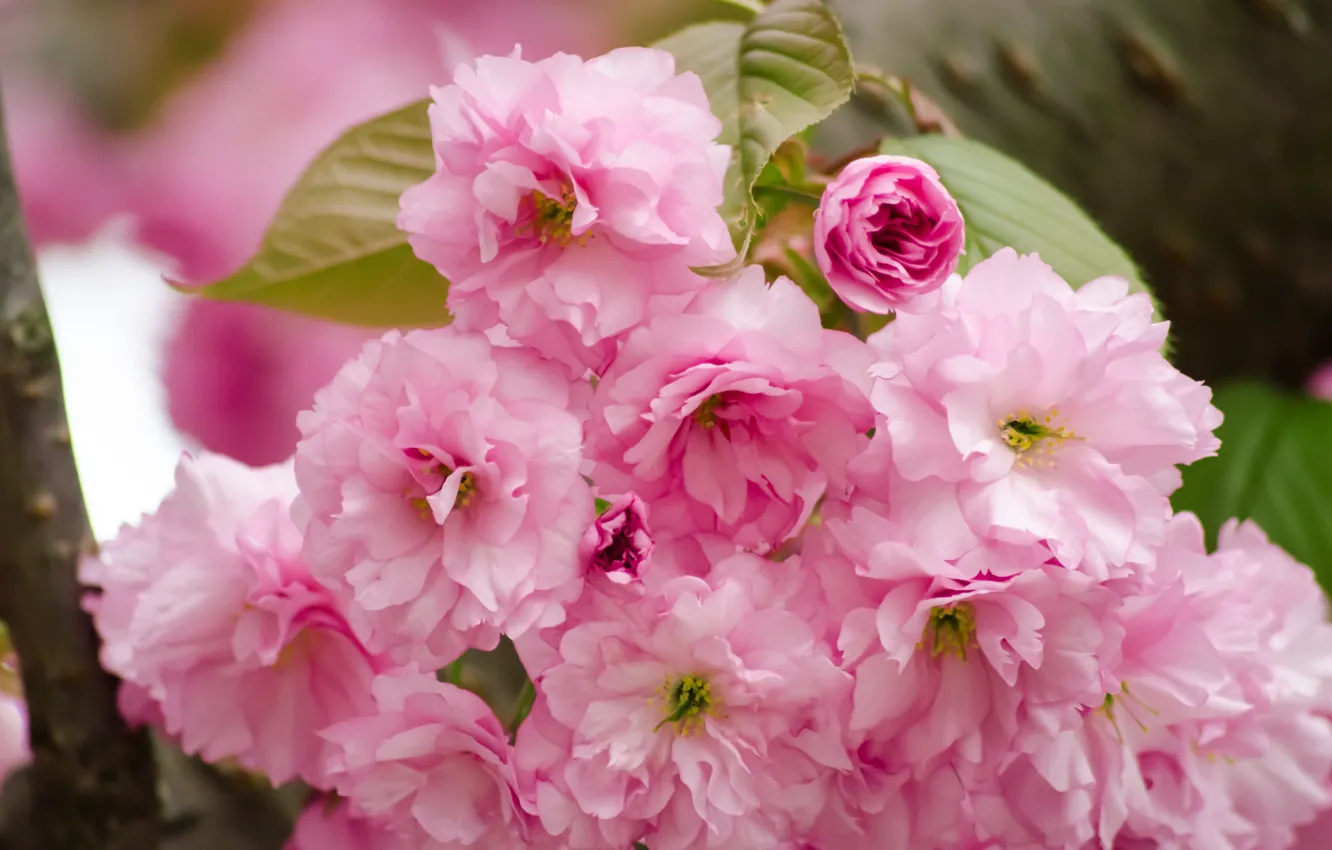 Photo wallpaper flowers, pink, branch, spring, blossom, cherry, wild cherry