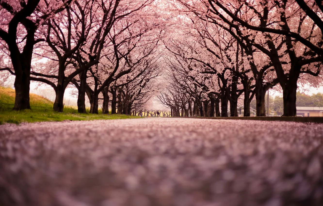 Photo wallpaper the city, street, Cherry Blossom Snow