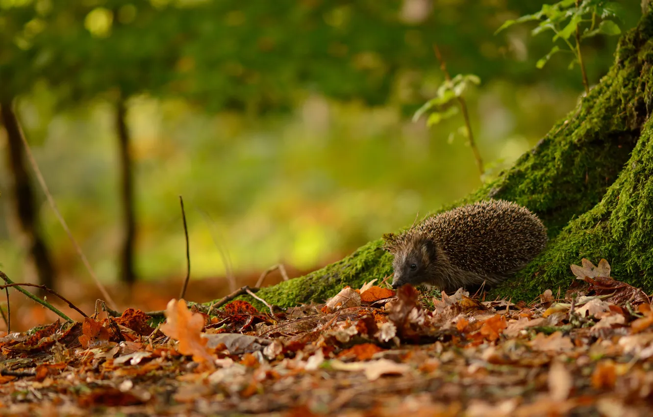 Photo wallpaper forest, leaves, nature, eyes, barb, muzzle, hedgehog