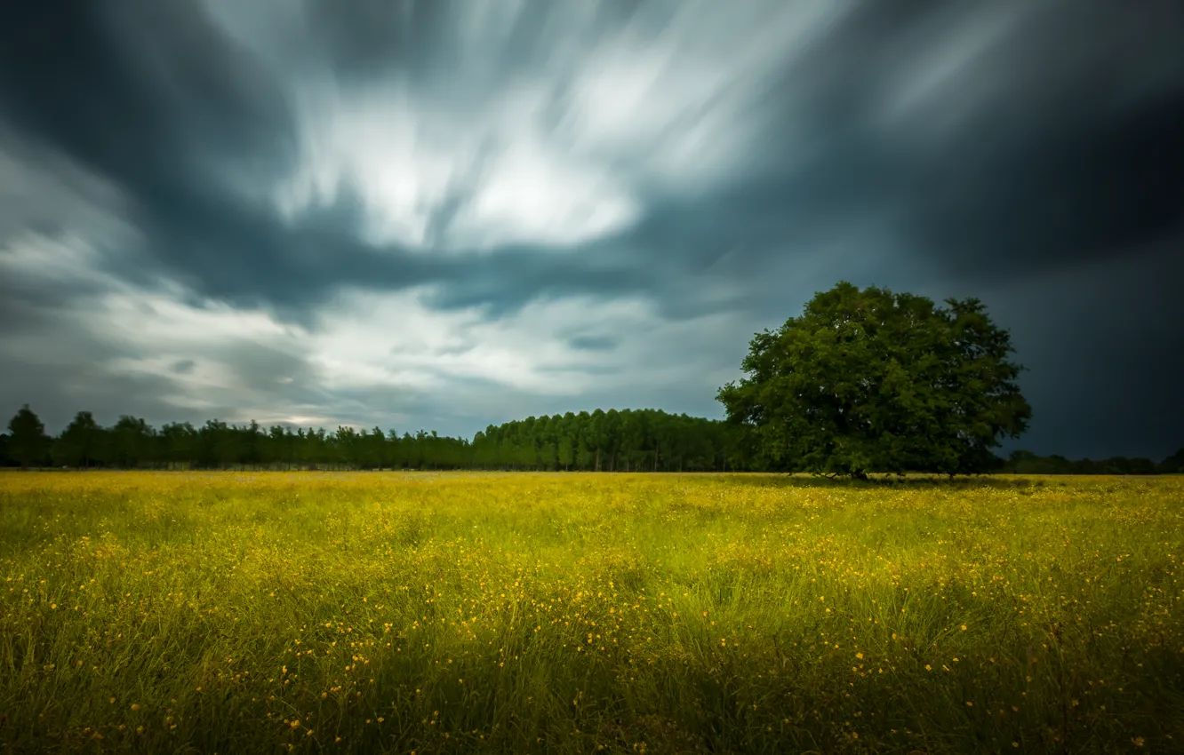 Photo wallpaper storm, forest, clouds, tree, field of flowers