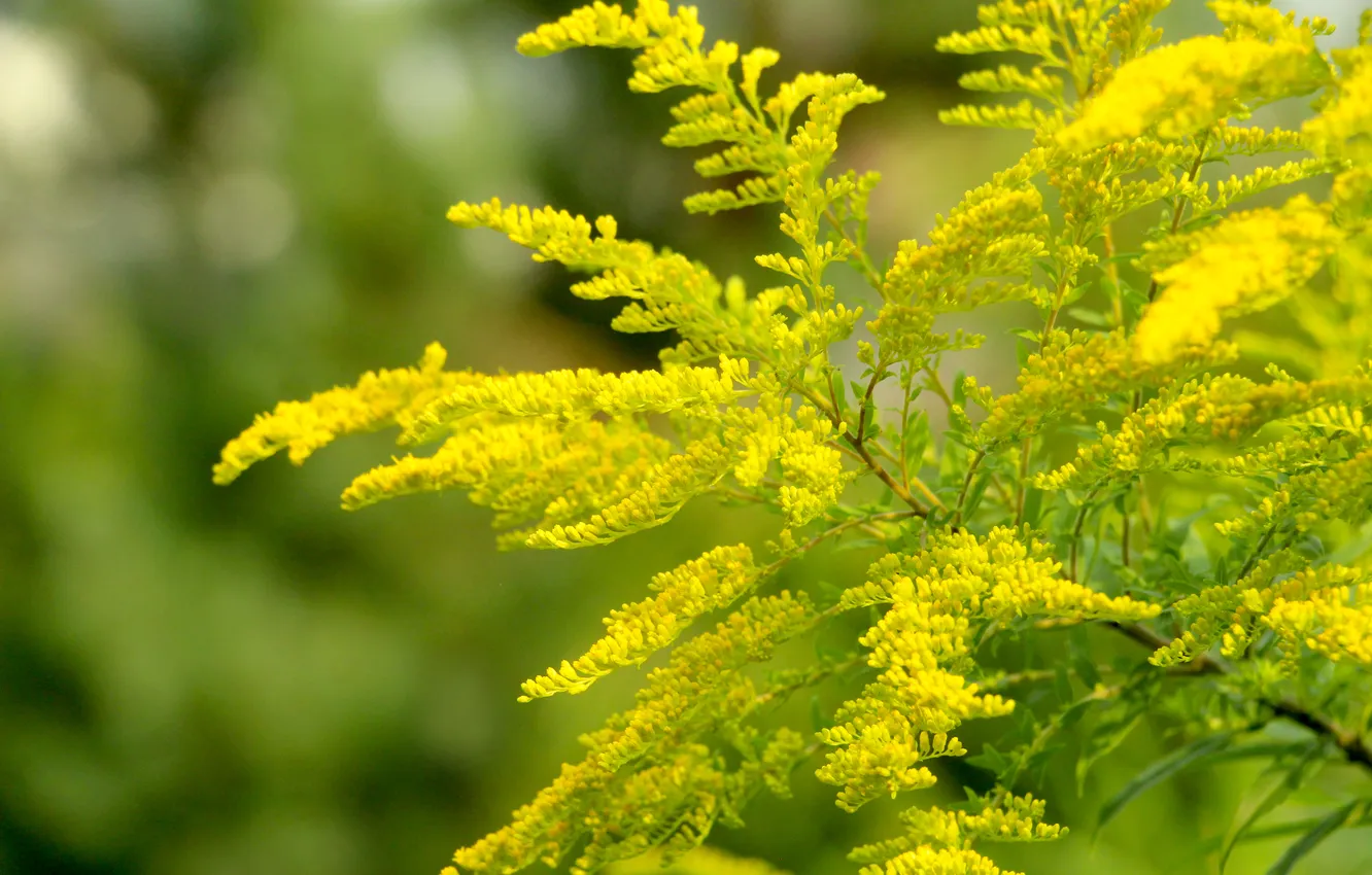 Photo wallpaper flower, yellow, blooming