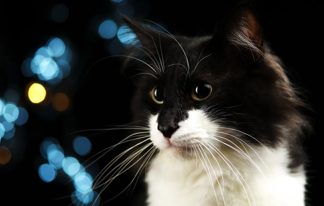 Photo wallpaper cat, cat, mustache, look, pose, portrait, black and white, black background