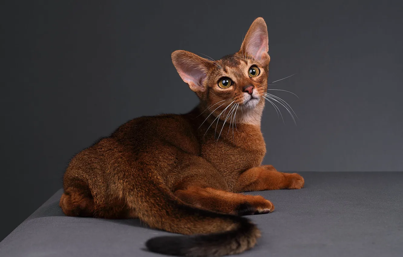 Photo wallpaper cat, cat, back, tail, lies, Studio, Abyssinian