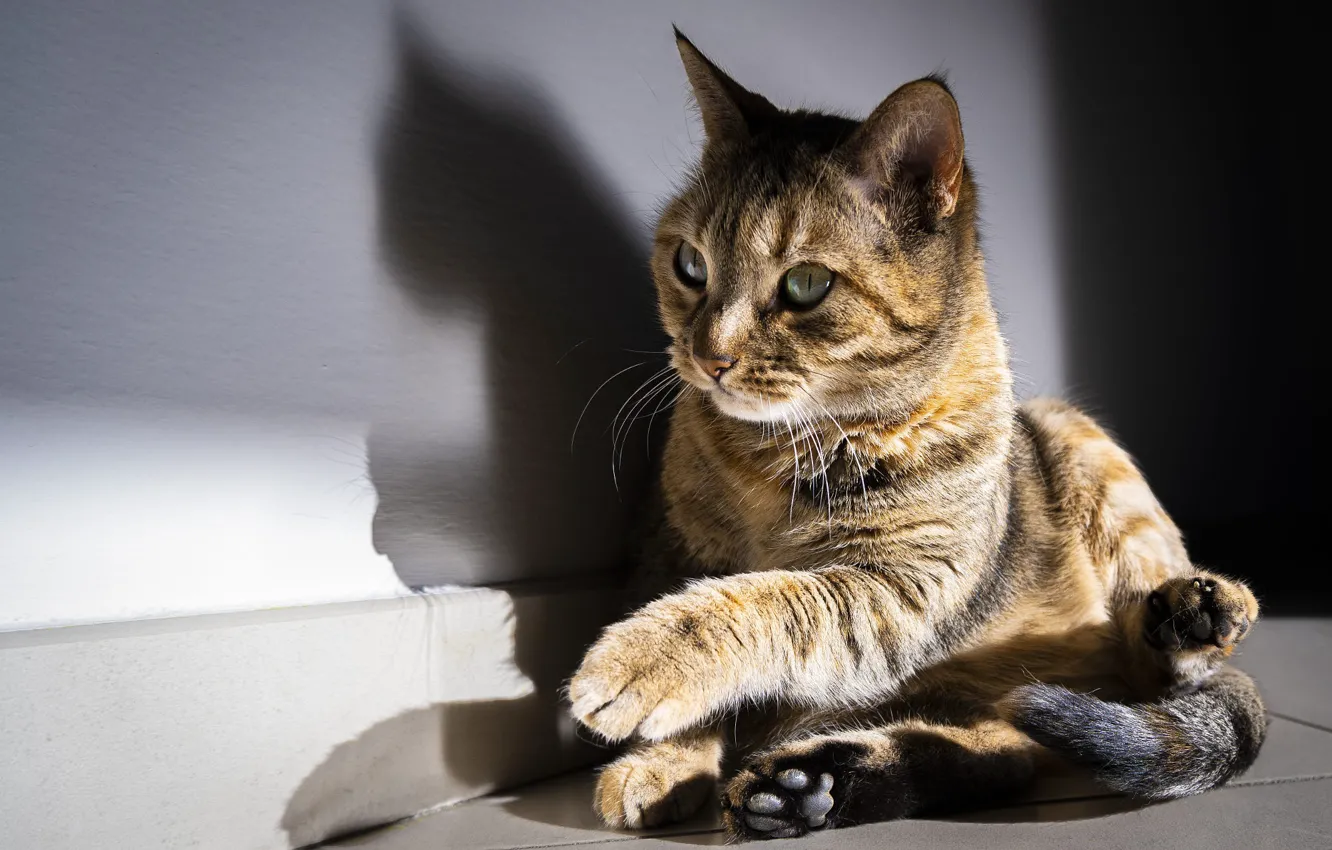 Photo wallpaper cat, cat, light, shadow