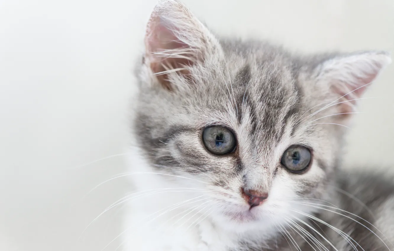 Photo wallpaper background, baby, muzzle, kitty