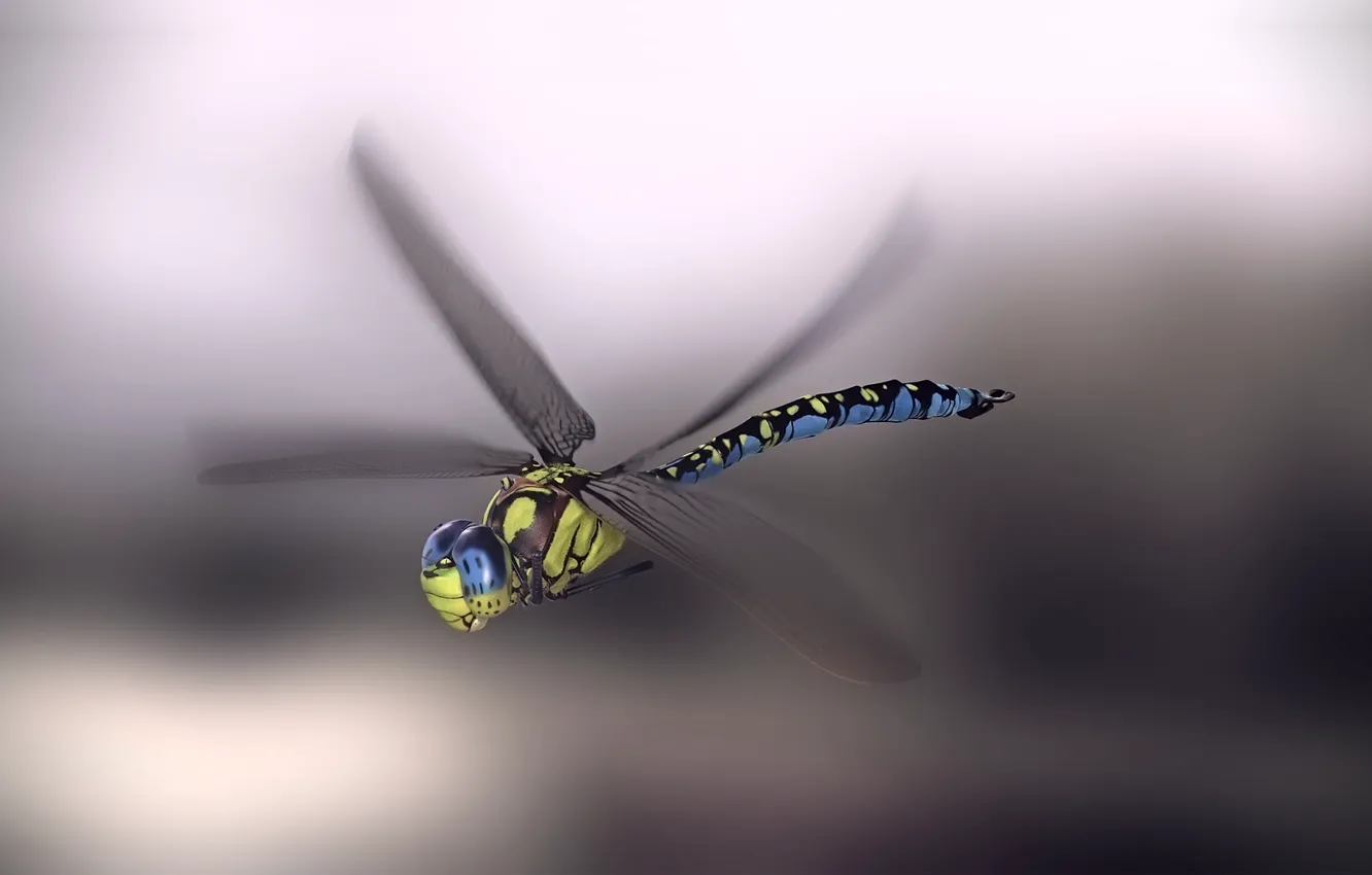 Photo wallpaper dragonfly, art, monteillard damien, Blue emperor dragonfly