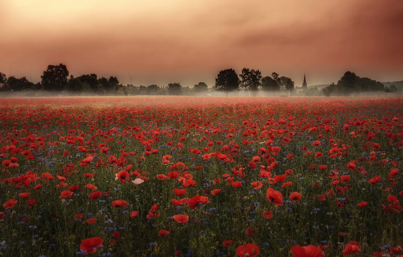 Photo wallpaper field, summer, the sky, flowers, nature, view, Maki, dal
