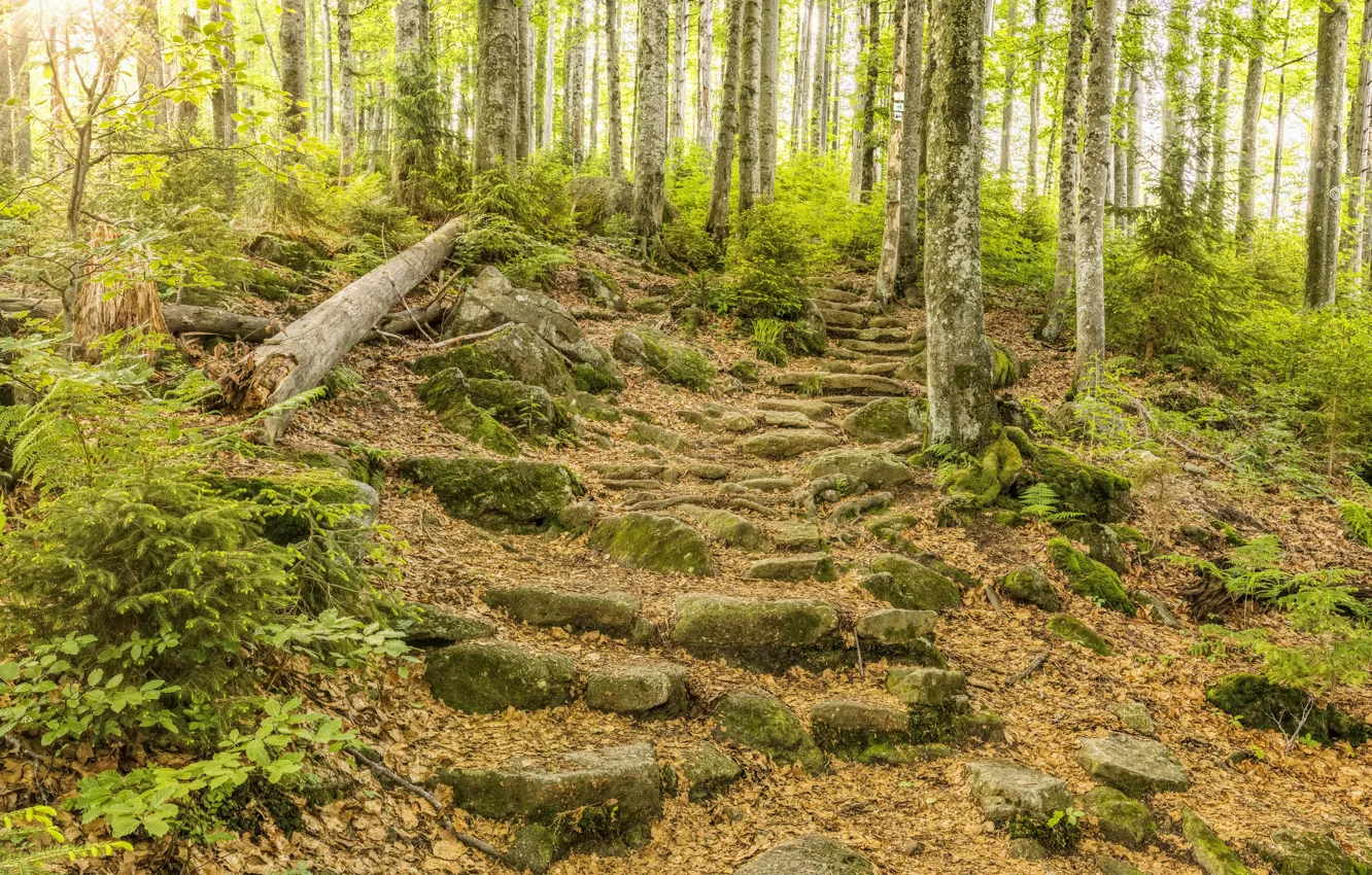 Photo wallpaper forest, trees, nature, stones, steps