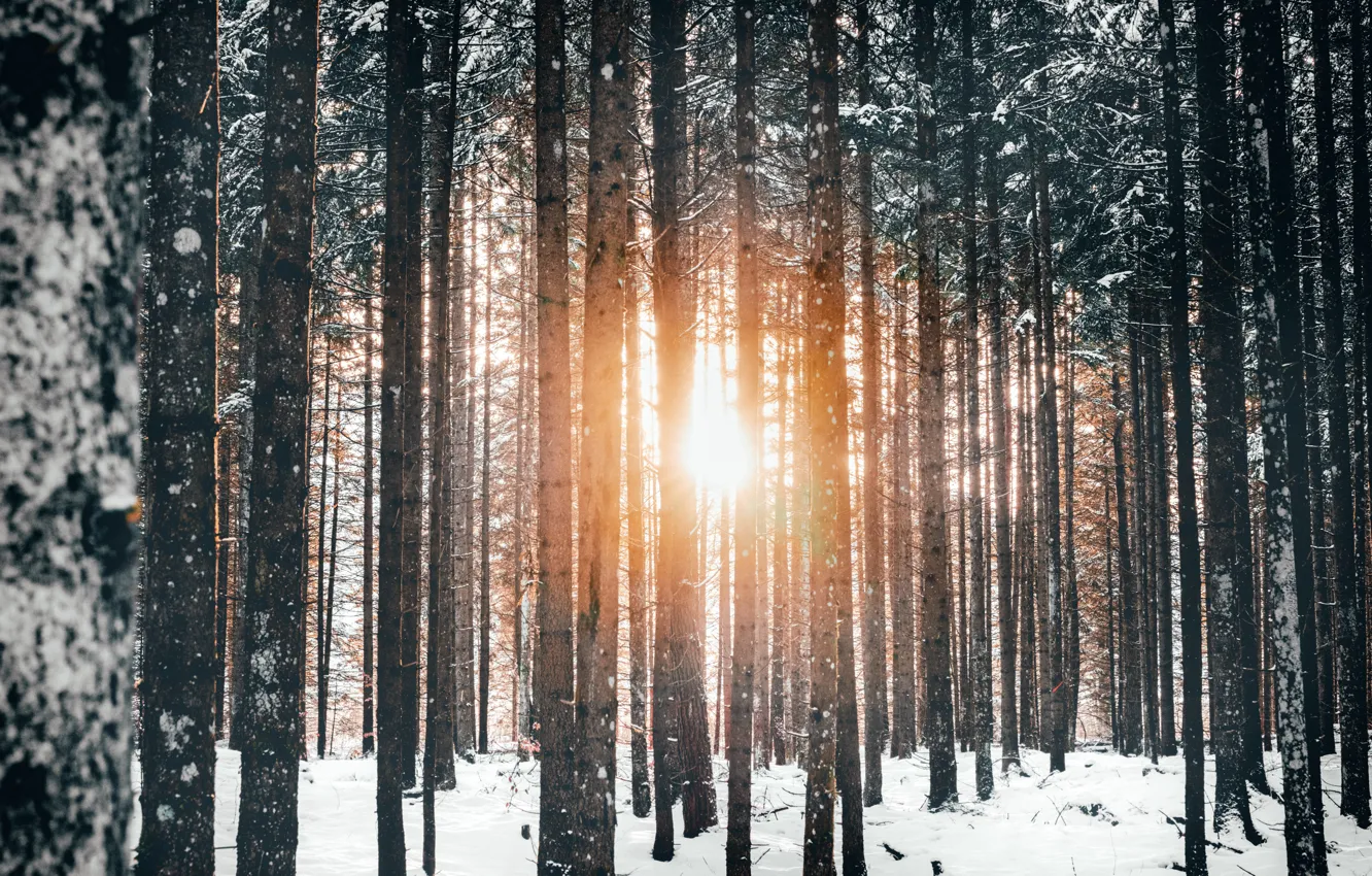 Photo wallpaper winter, forest, the sun, light, snow, trees, nature