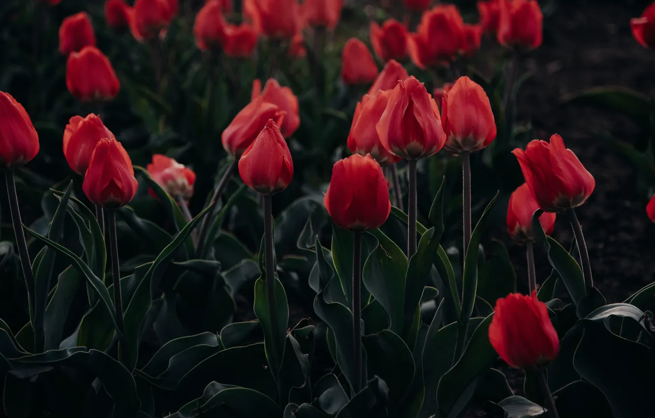 Photo wallpaper red, fields, tulips