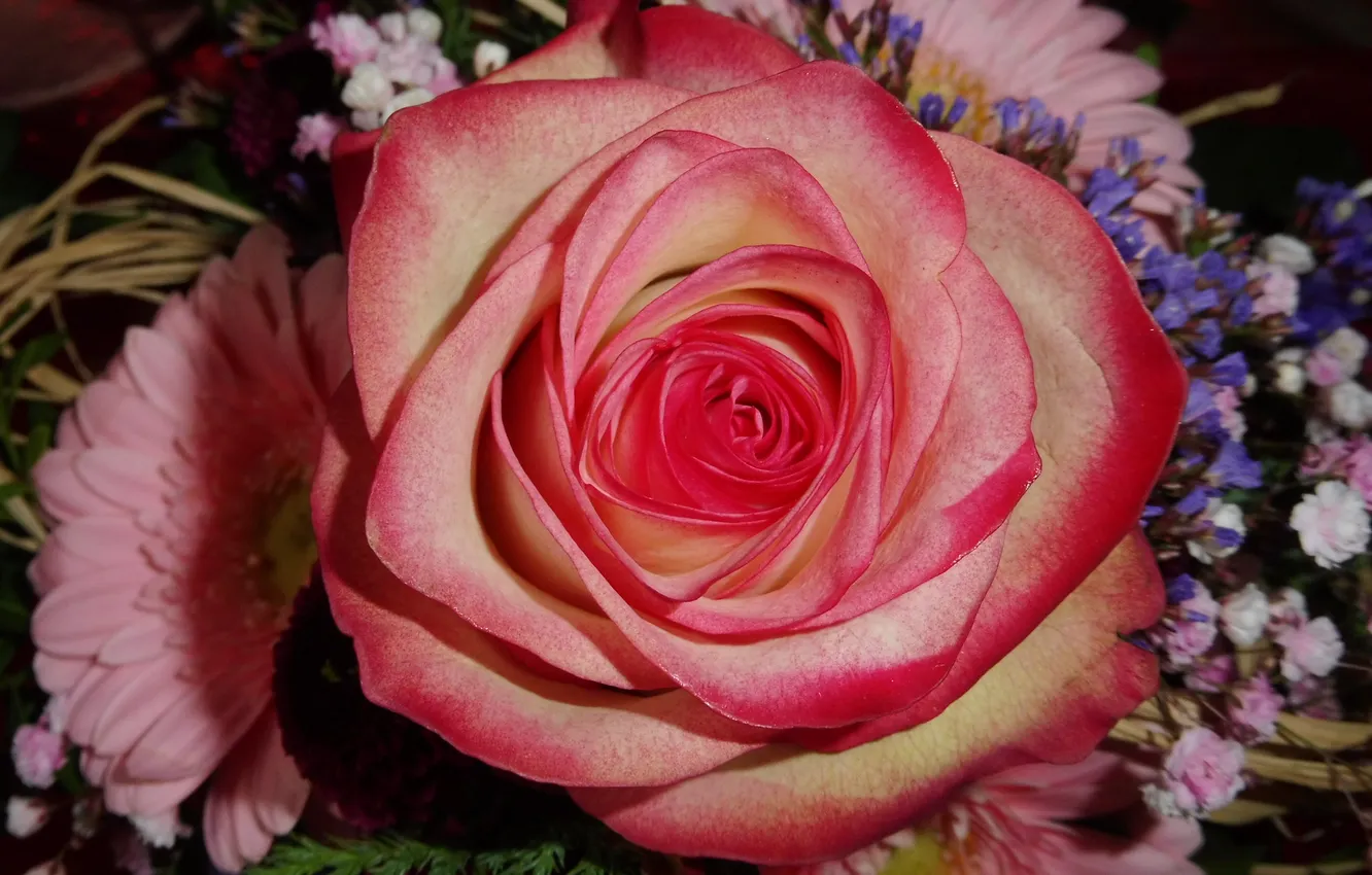 Photo wallpaper roses, bouquet, cook