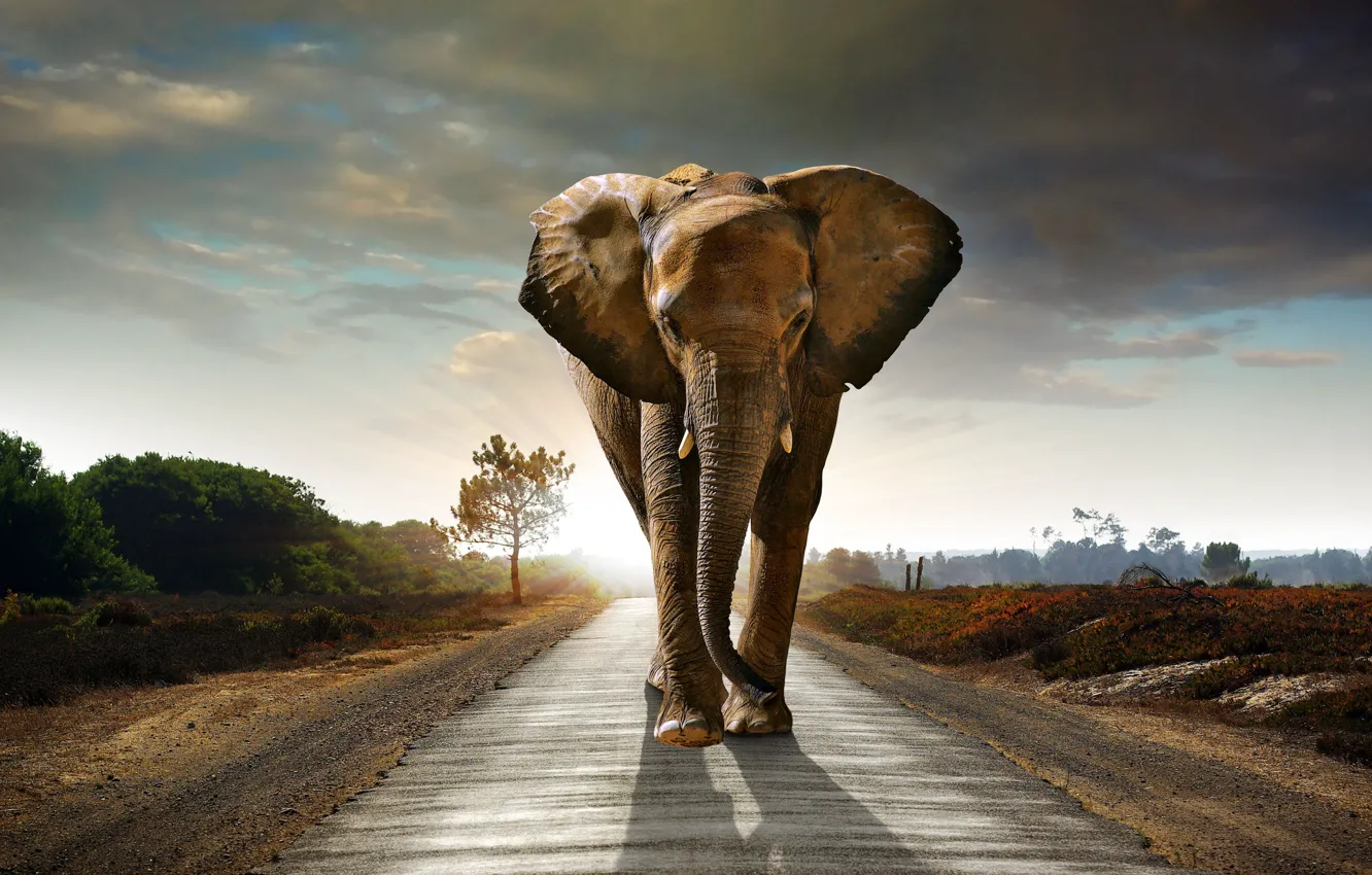 Photo wallpaper road, clouds, trees, elephant, road, trees, clouds, beautiful landscape