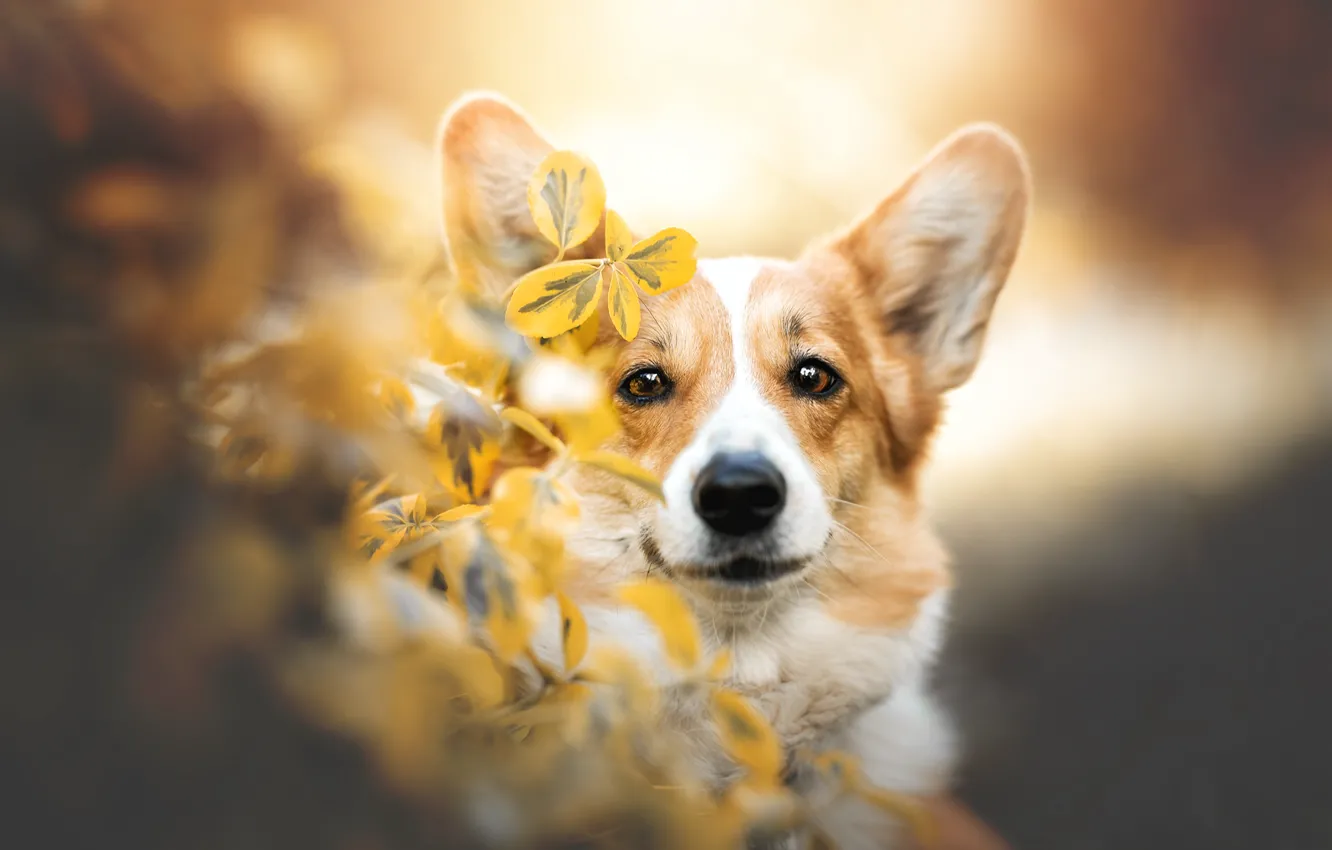 Photo wallpaper flowers, dog, Corgi