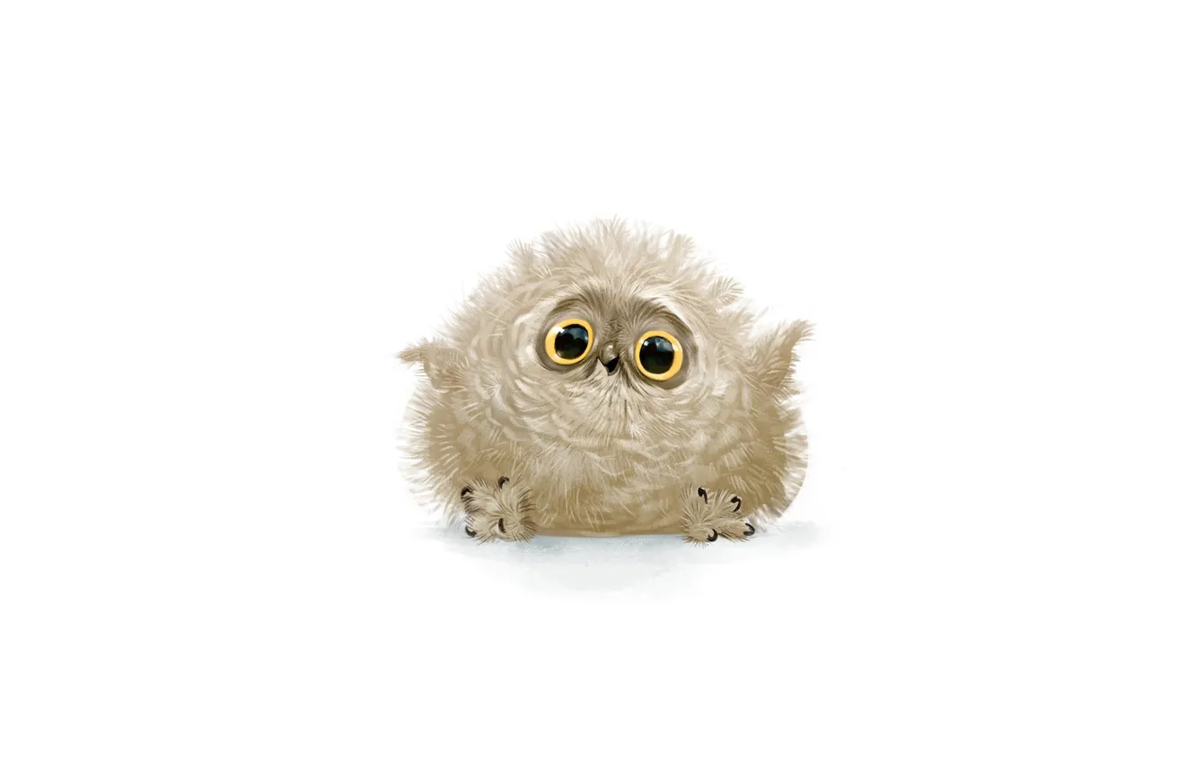 Photo wallpaper look, joy, cute, feathers, Owl, white background