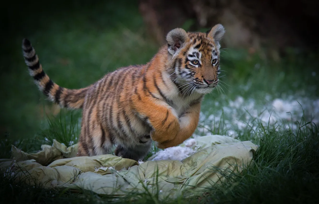 Photo wallpaper grass, look, pose, feathers, pillow, tiger