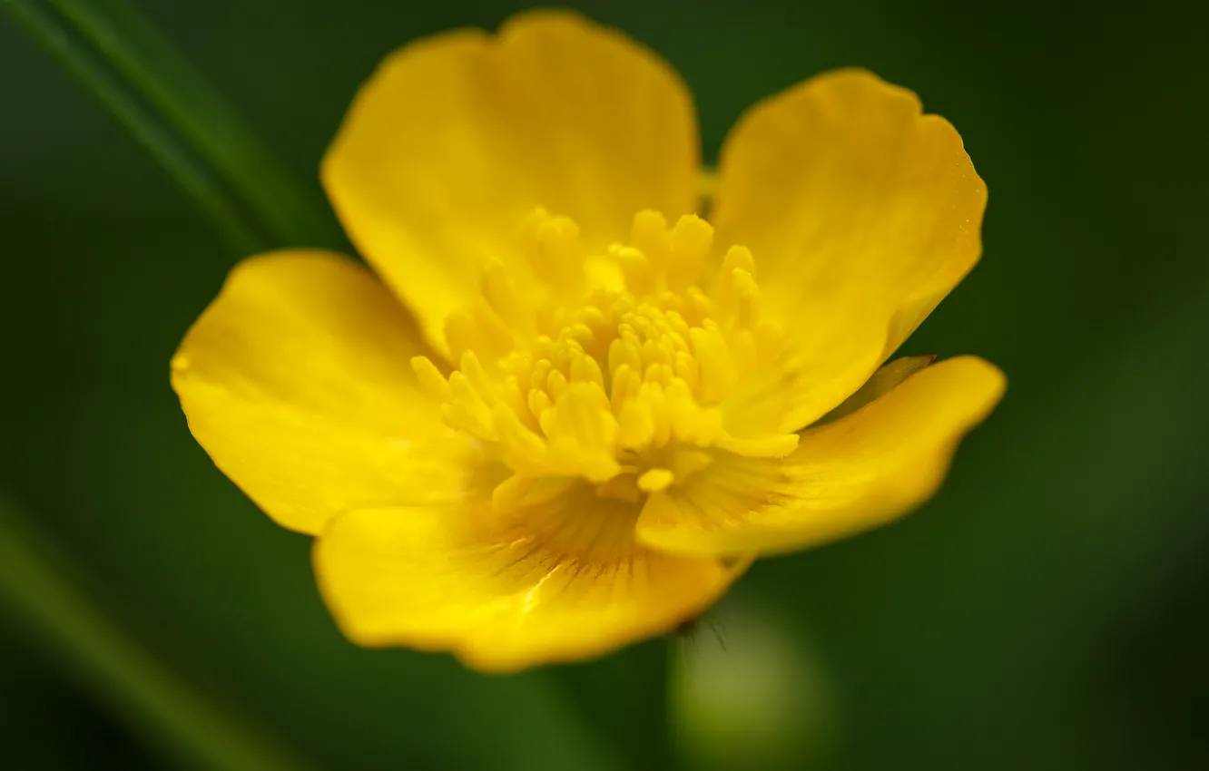 Photo wallpaper macro, flowers, yellow