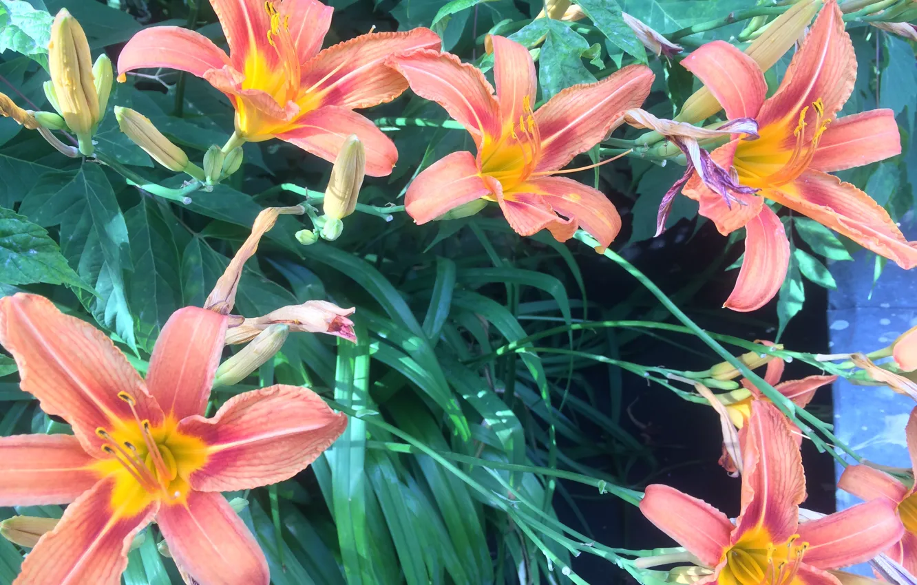 Photo wallpaper summer, flowers, nature, flora