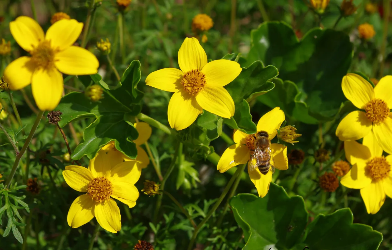 Photo wallpaper Wasp, Yellow flowers, OSA, Yellow flowers