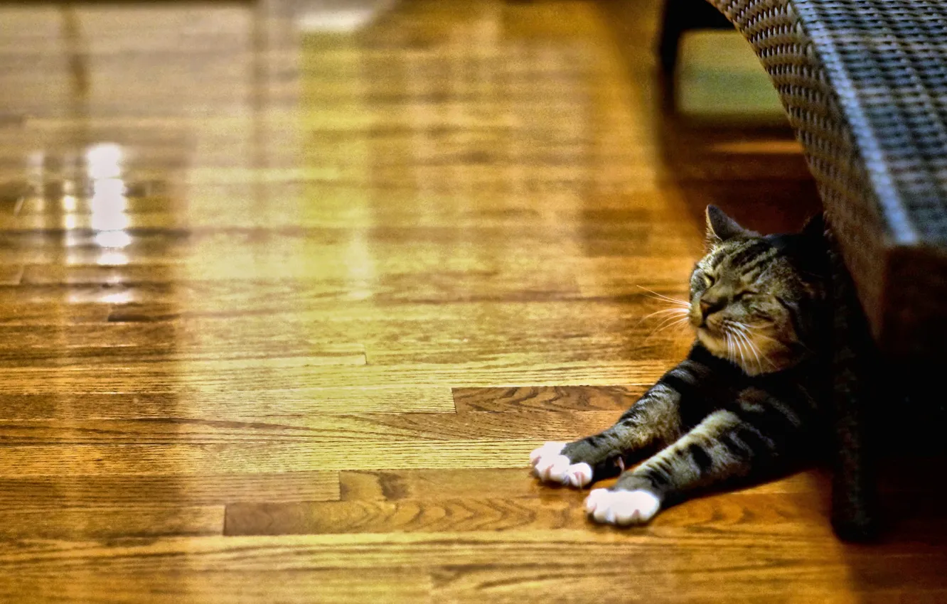 Photo wallpaper cat, animal, lazy