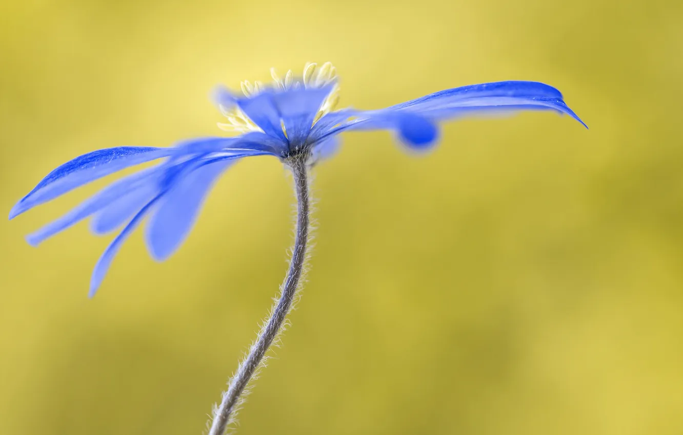 Photo wallpaper flowers, nature, petals, stem